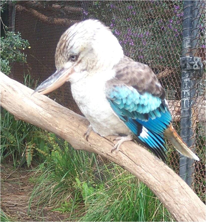 Kookaburra2.jpg